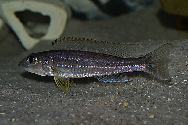 Reganochromis calliurus 'Burundi'